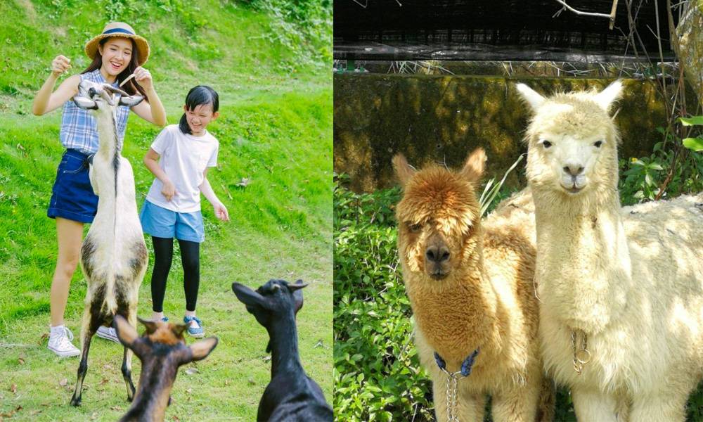 15個香港動物園及親子農莊－菠蘿園探草泥馬、嘉道理餵羊餵兔仔